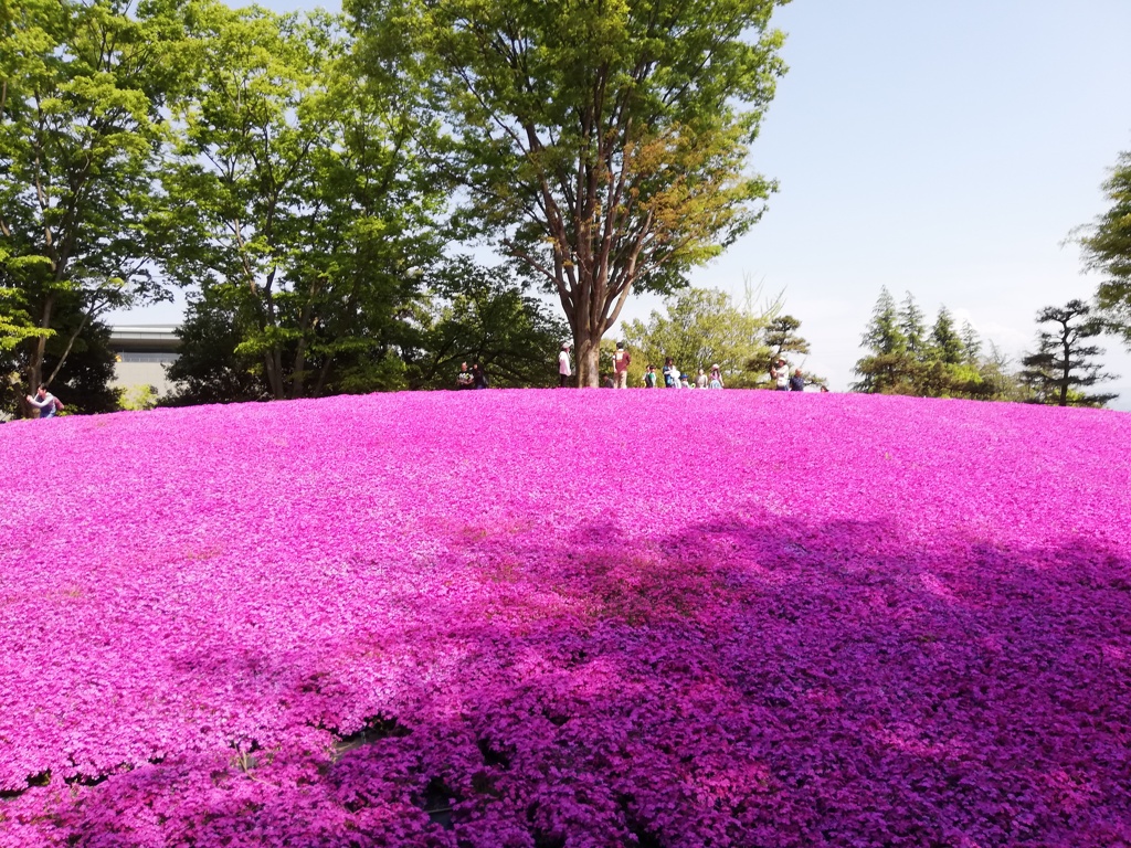 芝桜