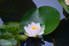 睡蓮