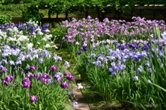花菖蒲園