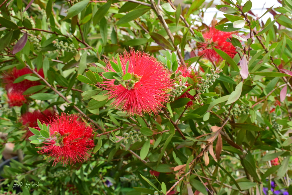 ブラシの花