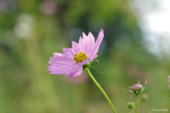 秋桜