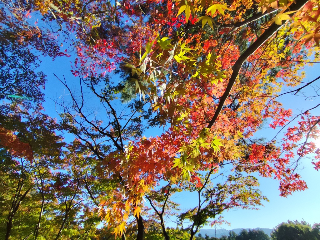 紅葉グラデーション