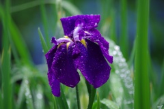 雨の煌めき