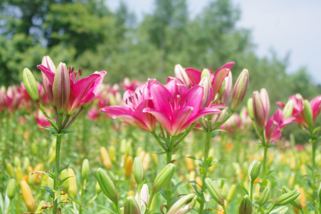 ゆりの花⑥