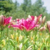 ゆりの花⑥