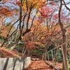 落ち葉の絨毯