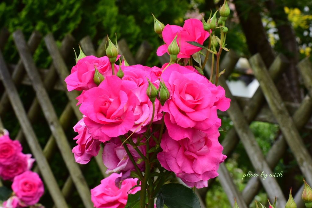 うららの花束
