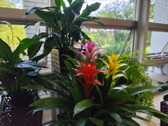 観葉植物