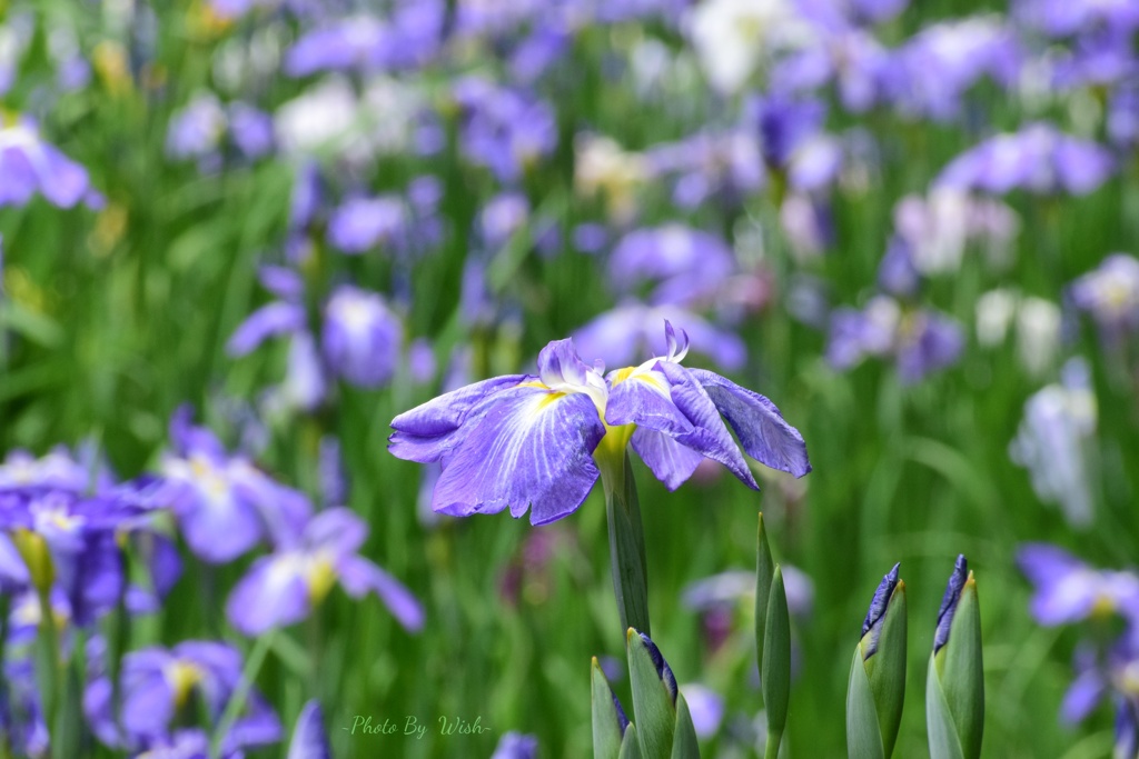 頼成の森