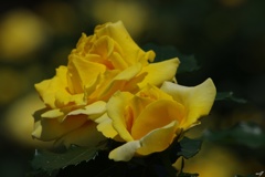 薔薇：黄色