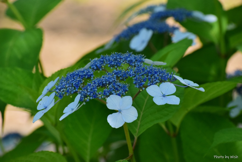 額紫陽花
