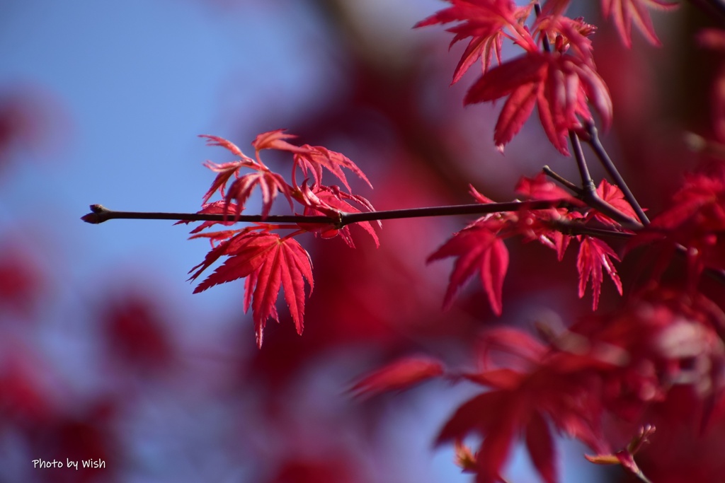 芽吹きの季節♪