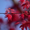 芽吹きの季節♪