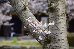 幹咲き桜