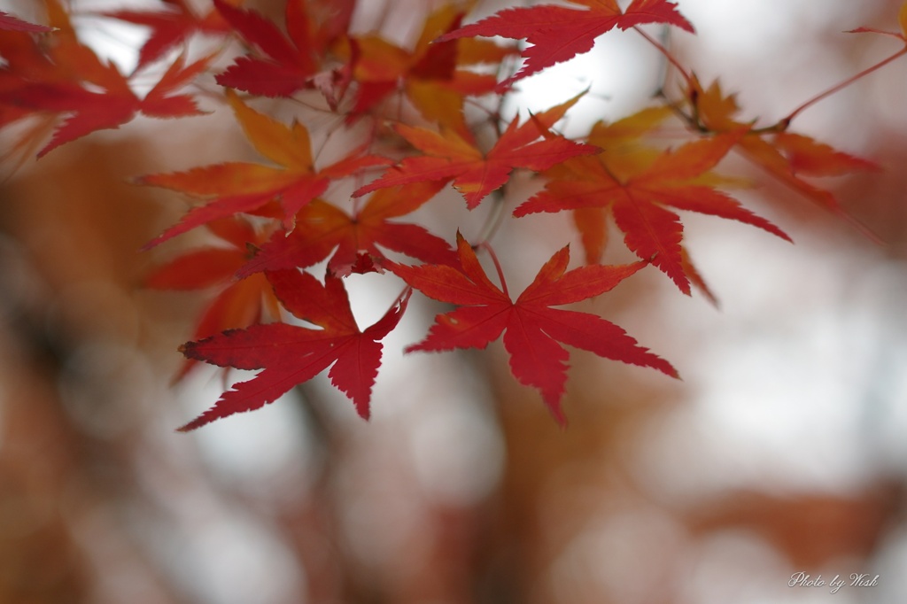 紅葉