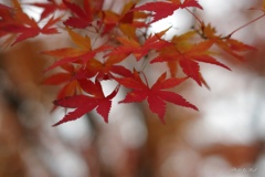 紅葉