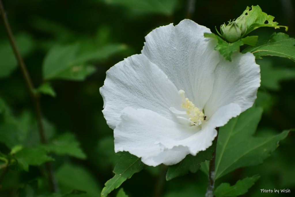 木槿