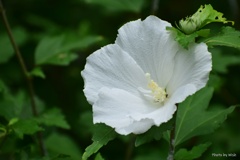 木槿