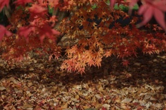 紅葉