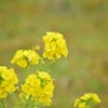 菜の花