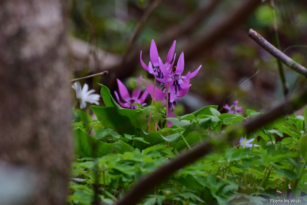 白い花も一緒に