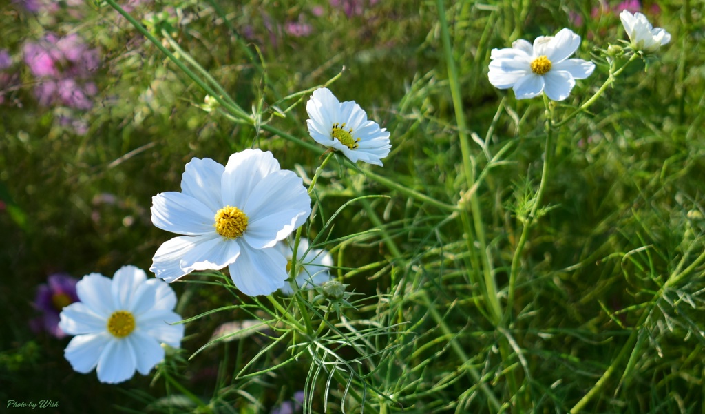 白いＣｏｓｍｏｓ