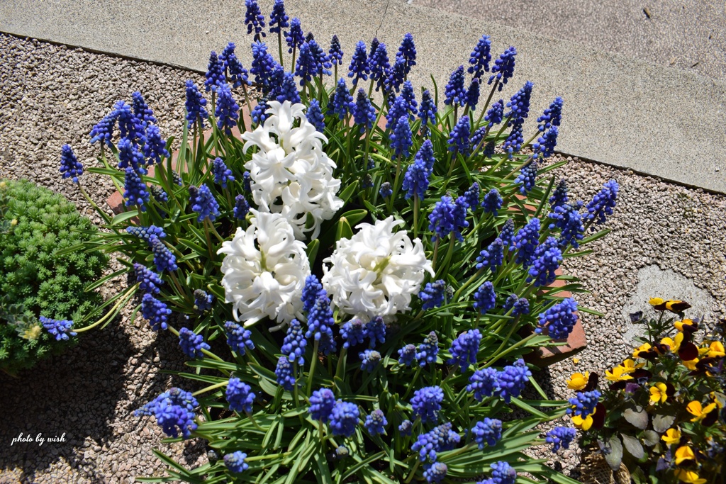 blue＆White
