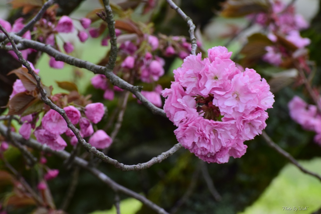 風に揺れる八重桜