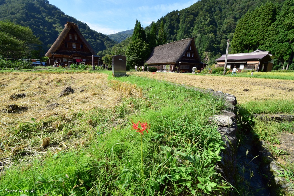 のどかな秋の風景