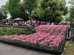 ピンク色の花絨毯