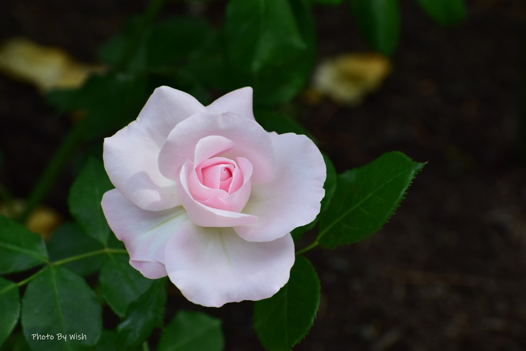 花ぼんぼり