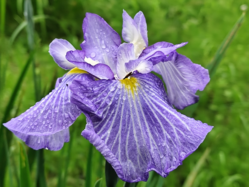 花菖蒲