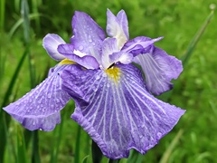 花菖蒲