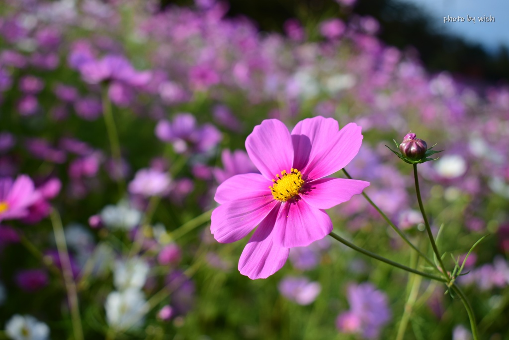 秋桜