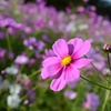 秋桜