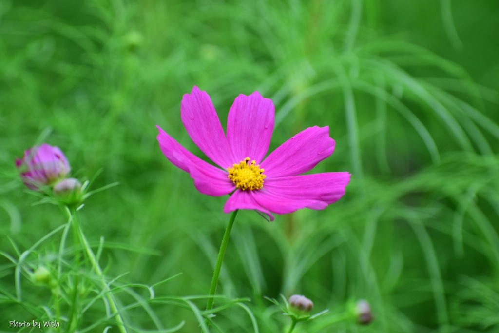 秋桜