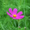 秋桜