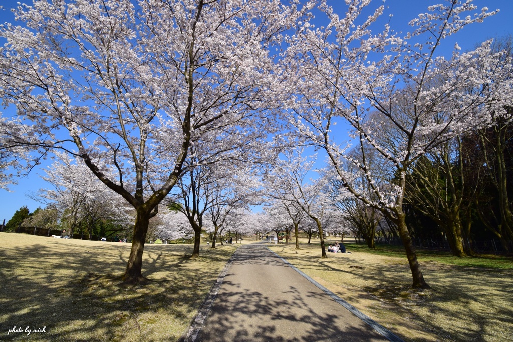 桜並木