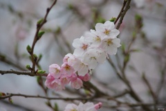 桜グラーデション