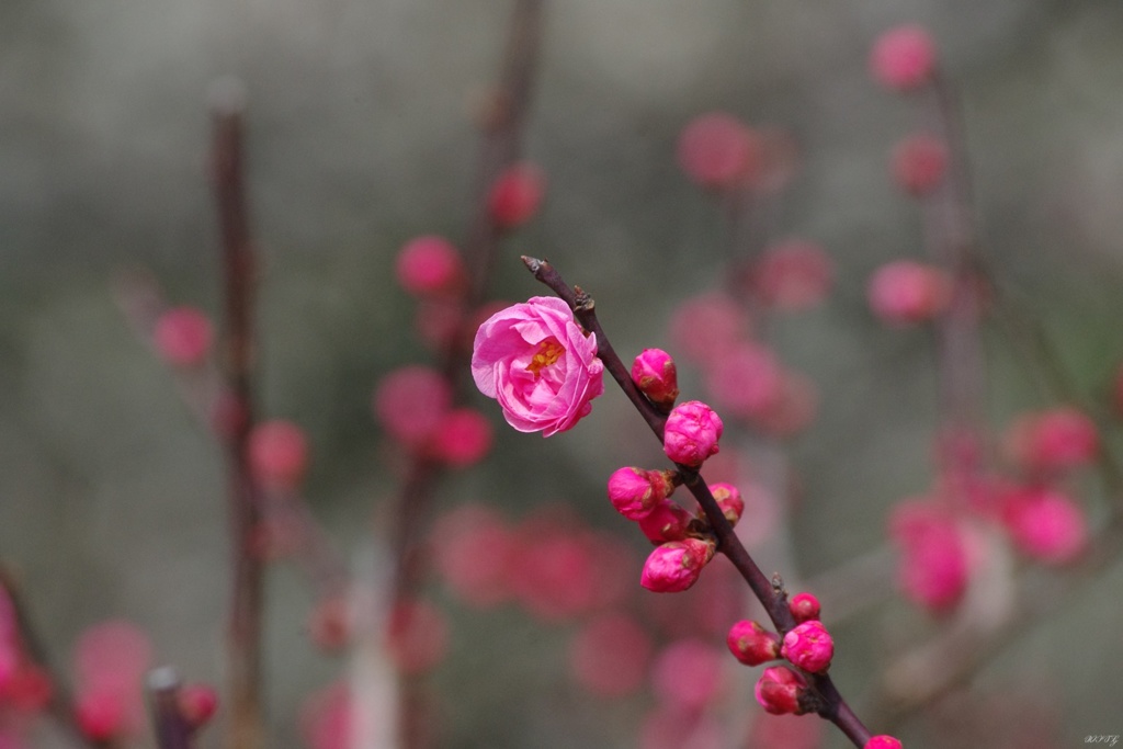 紅梅:開花とつぼみ