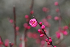 紅梅:開花とつぼみ