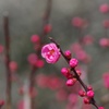 紅梅:開花とつぼみ