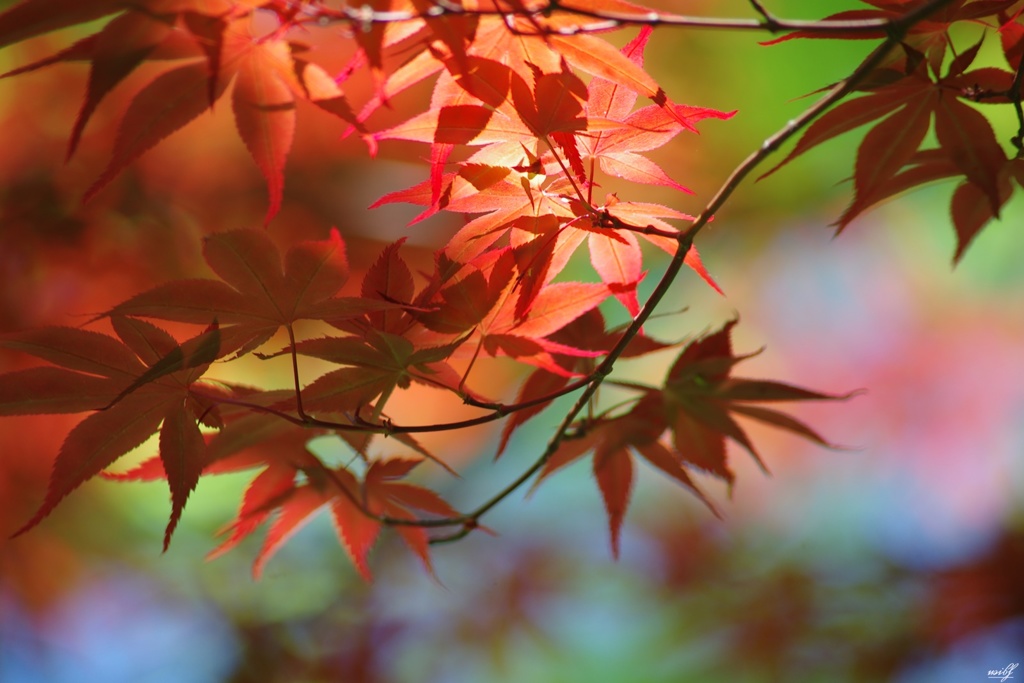 木漏れ日の紅若葉