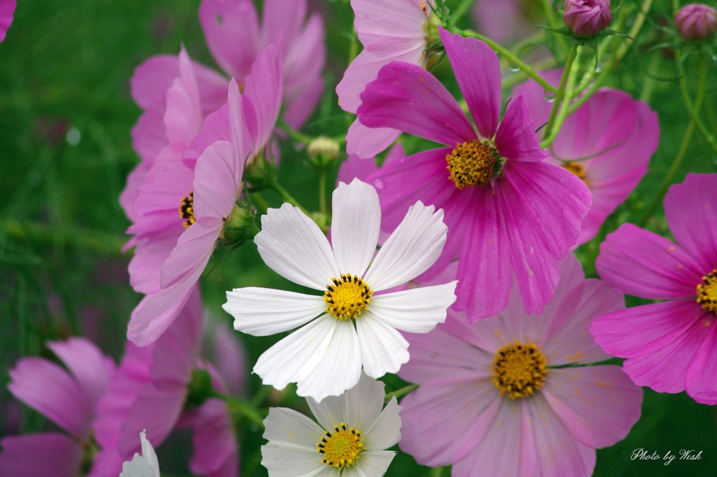 Cosmos