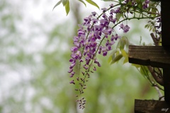 藤の花