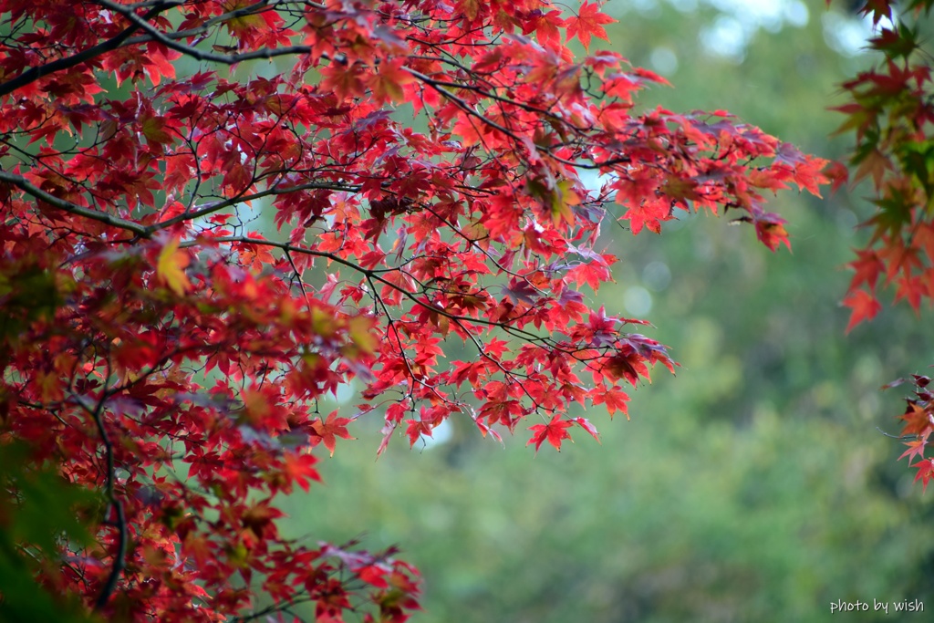 紅X緑