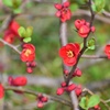 木瓜