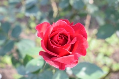 11月の薔薇