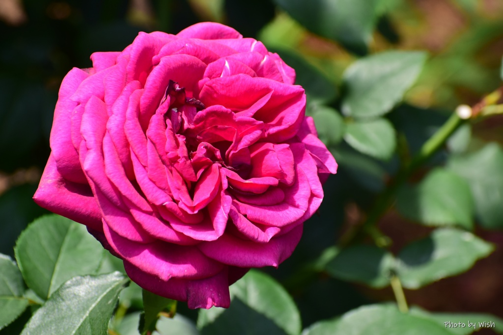 ６月の薔薇