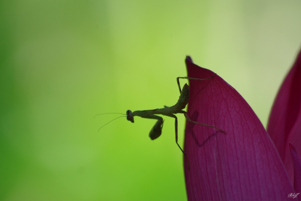 蓮の花弁とカマキリ